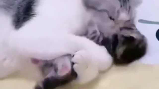 Funny animals - cute and sweet cats - funny pets