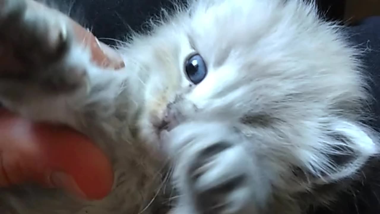 Adorable Kitten Playing with Hands - Cute and Funny Video for Cat Lovers