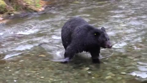 Bear Falls Into River and Struggles to Climb Out - Epic Wildlife Video