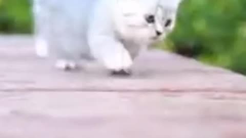 FUNNY CAT