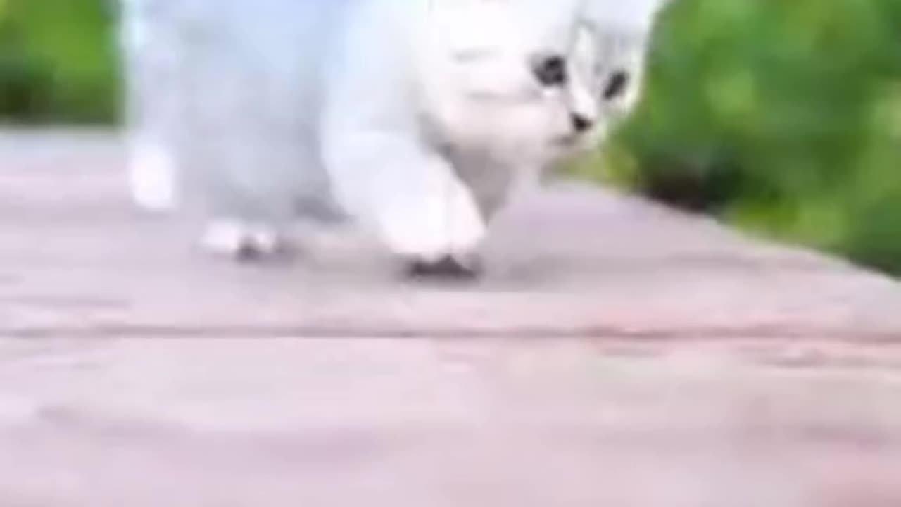 FUNNY CAT