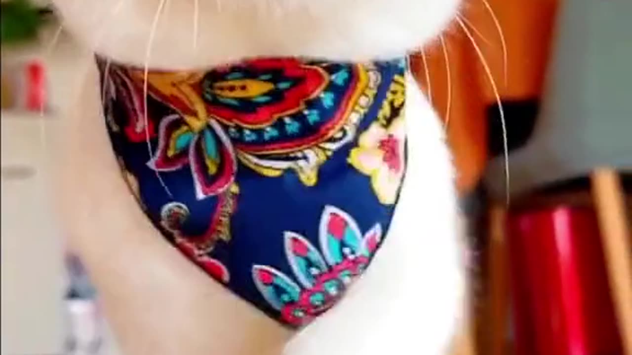 Cat video