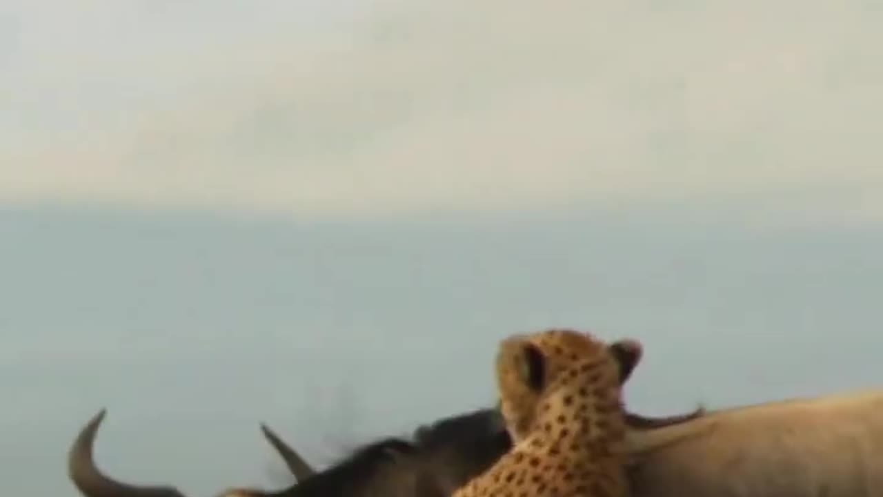 Mast for wildlife sanctuary #animals #wildlif #shortsfeed #shortvideo