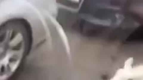 Funniest animal ever