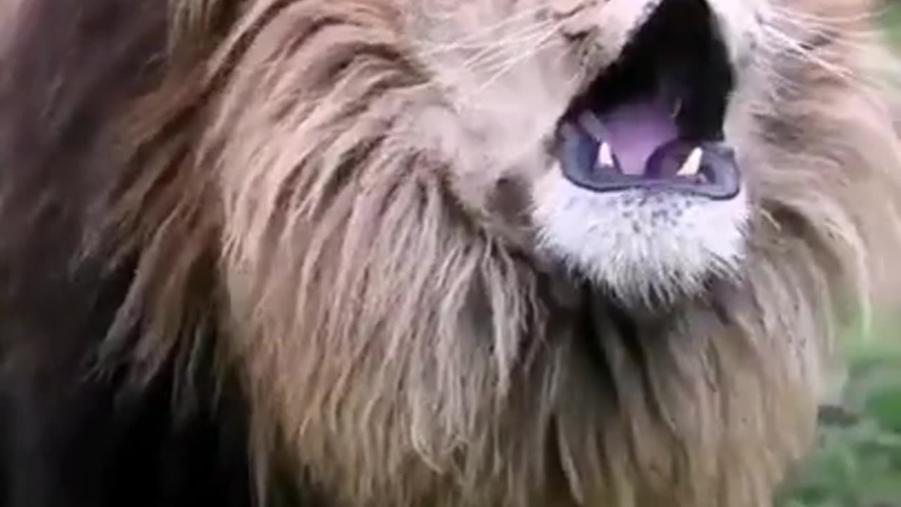 The lion is roaring animal video