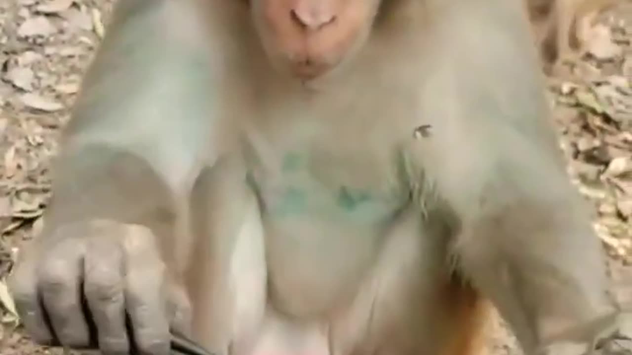 shorts Funny Animals Videos