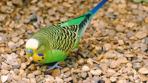 Budgerigar