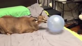 Dog Gets Scared