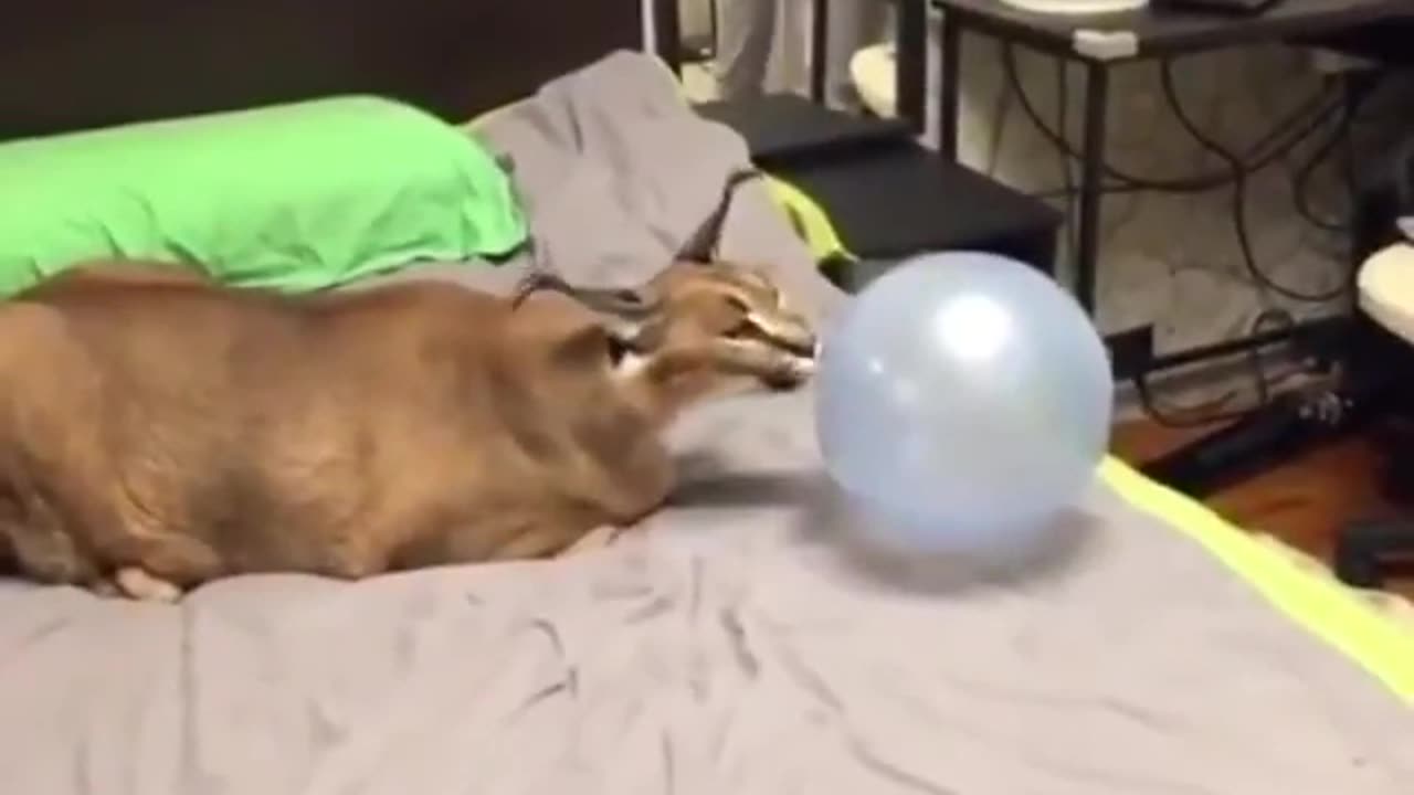 Dog Gets Scared