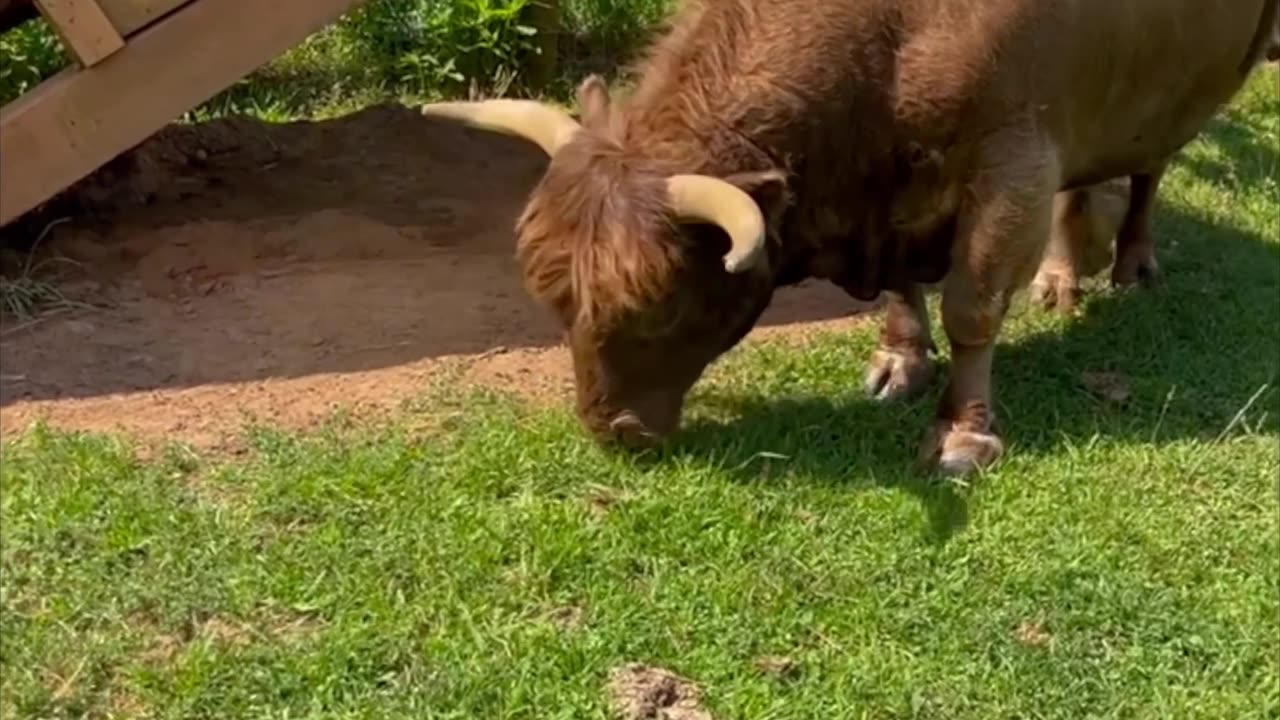 Huckleberry the Bull Gets Himself Stuck In a Shed