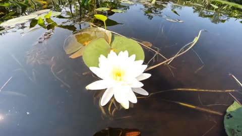 Water Lily