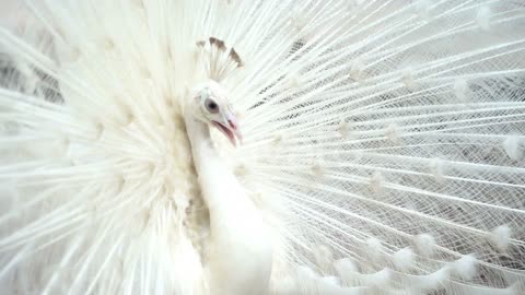 Beautiful peacock video with song.