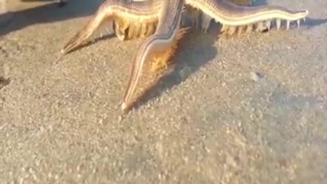 beautiful view of star fish walking on sand