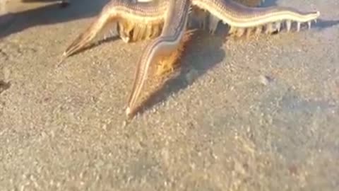 beautiful view of star fish walking on sand