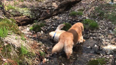 Golden Retrievers explore the woods