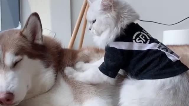 The relationship between the cat and the dog is very harmonious