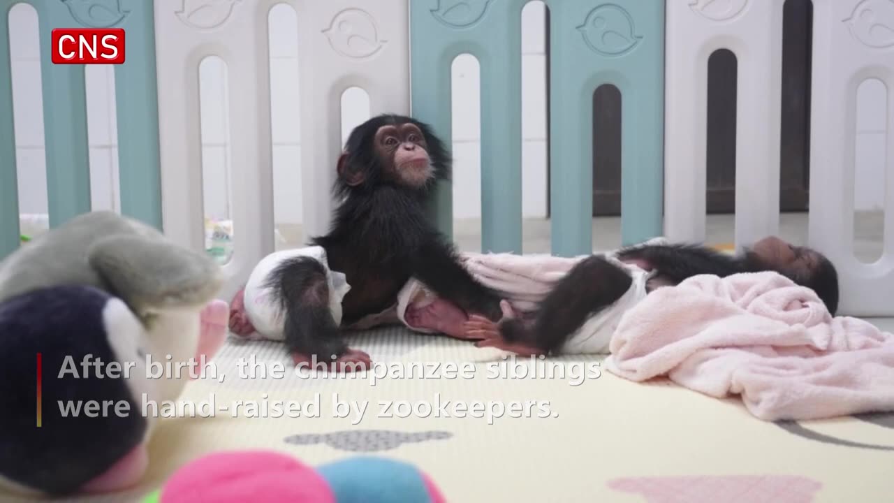 Cute alert! Baby chimp siblings in Shanghai Wild Animal Park