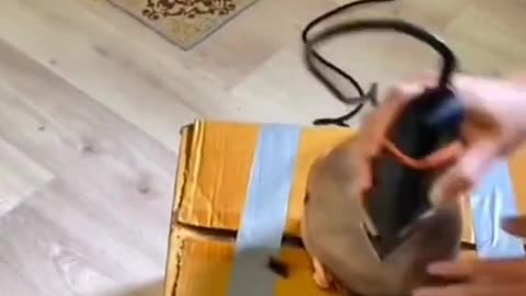 Funny video