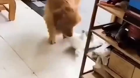 cat and dog friendship