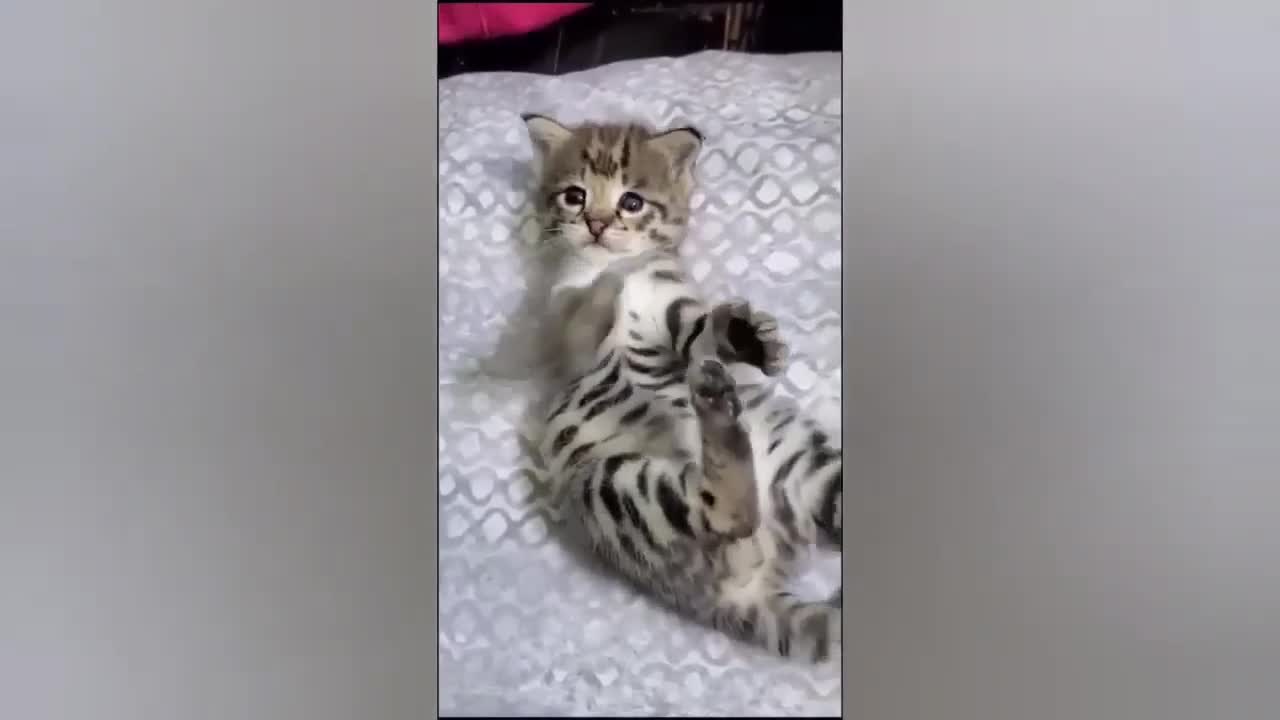 HOUR FUNNY CATS COMPILATION 2022😂_ Funny and Cute Cat Videos😸 ! - 153