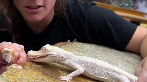 The Most Dangerous Animals on the Planet - Albino Crocodile