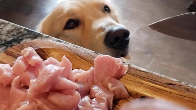 My DOG reacts to the FOOD I cook (Ep.1) #dog #goldenretriever