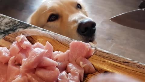 My DOG reacts to the FOOD I cook (Ep.1) #dog #goldenretriever