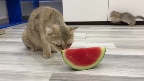 Funny Cats Eating Watermelon #4
