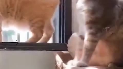 Funniest Cats&Dogs Video #shorts