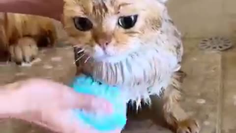 ❤💙💚💛💜💗I did not expect to see a cat -- So adorable --_cute video💗💜💛💚💙❤