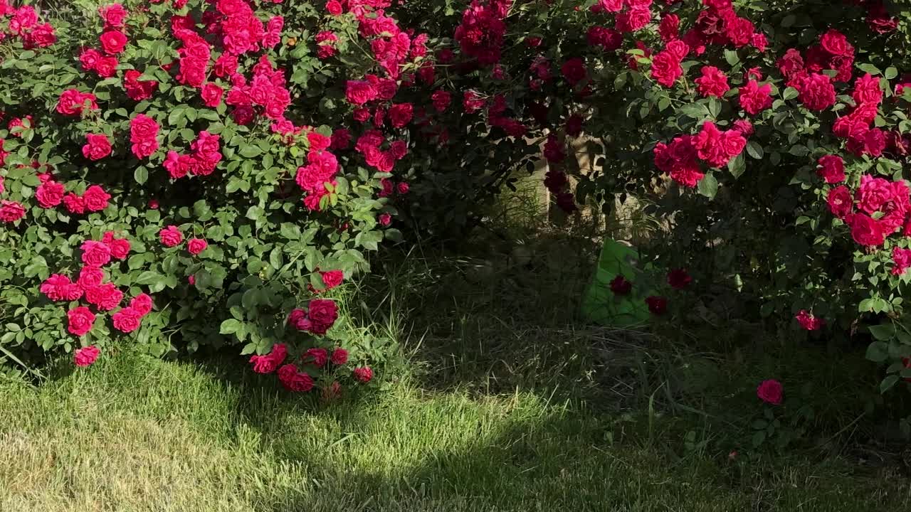 Flowers of Zen: Part One
