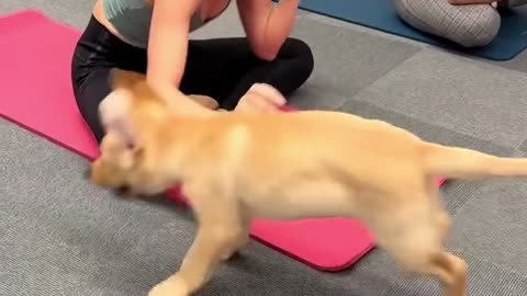 Would you Puppy Yoga?