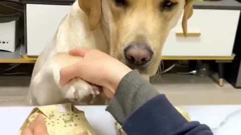 Very funny videos vrila 😁🐕