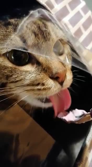 This kitten loves yogurt