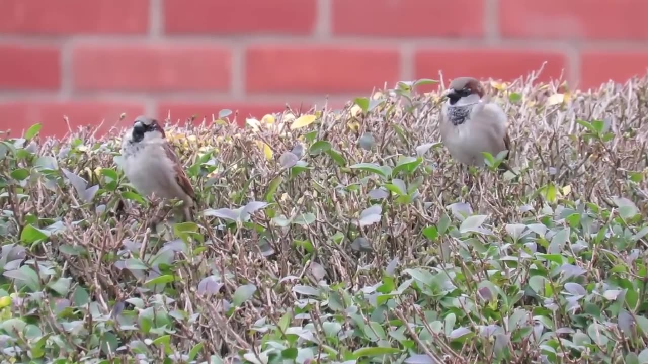 10 Native UK animals that are invasive around the world!