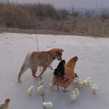 Different Animal pets staying together ❤️