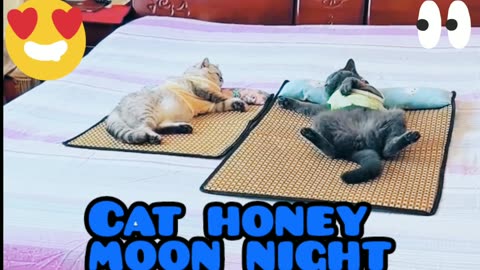 Cat honey moon bed is reddy