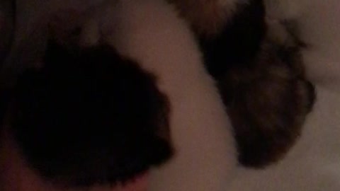 Persian Kittens