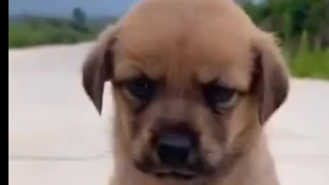 Pup shows her loves with chicks