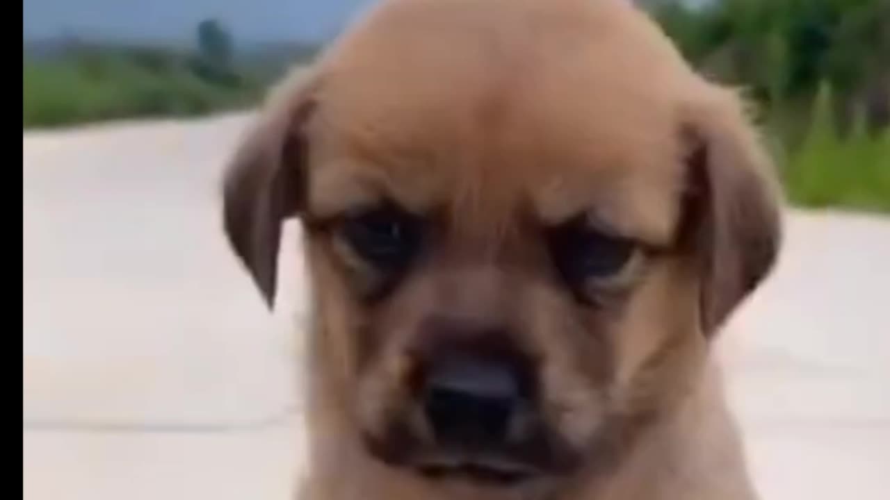 Pup shows her loves with chicks