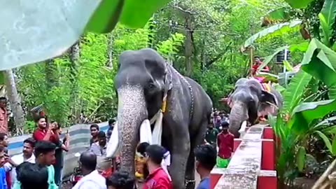 Mangalamkunnu Karnan