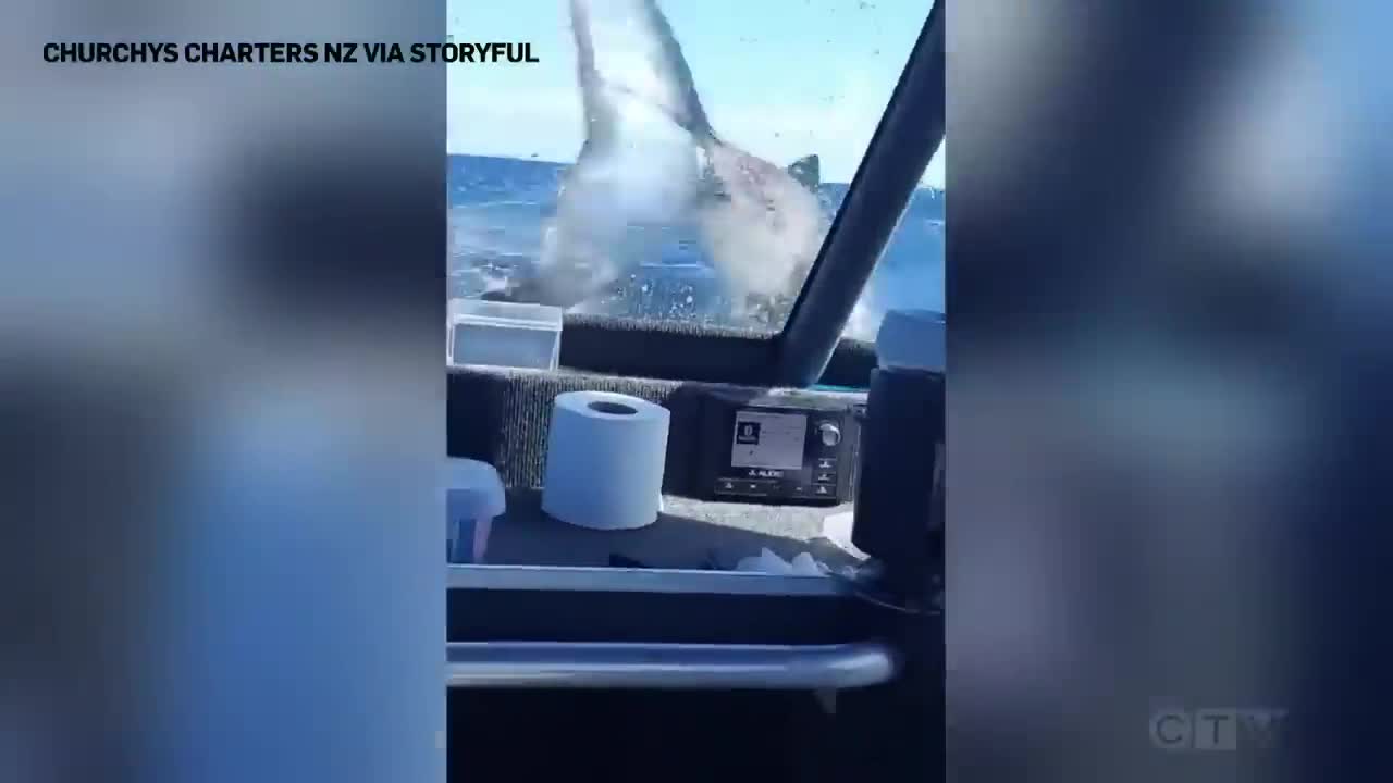 Huge shark jumps onto a fishing vessel in New Zealand | "It's on the boat!"