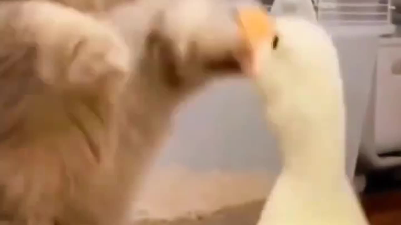 Cat and duck cute funny fight