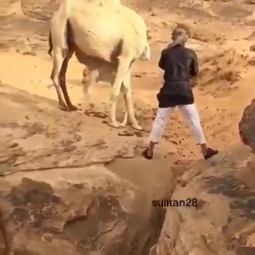 sultan saving camel calf