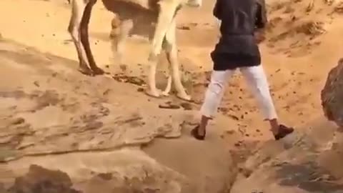 sultan saving camel calf