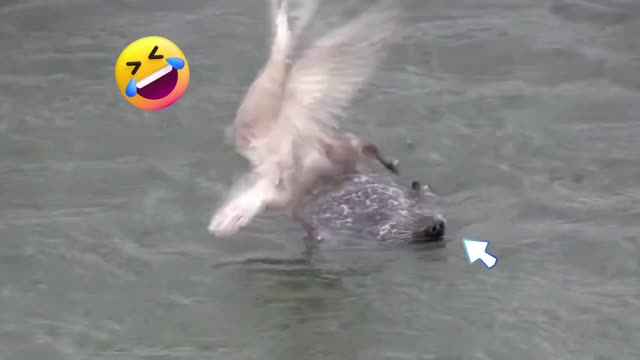 Seagull Got Angry on Seal l See Reaction Of Seal