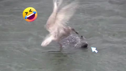 Seagull Got Angry on Seal l See Reaction Of Seal