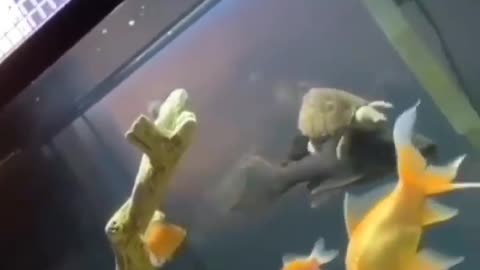 This is a beautiful and charming water-dwelling species