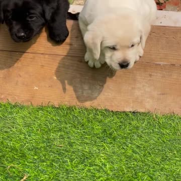 Cute puppy animal beautiful animals 😍🤗