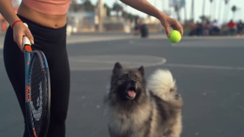 Cute Dog playing with tennis ball